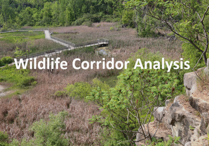 Wildlife Corridor Analysis 3